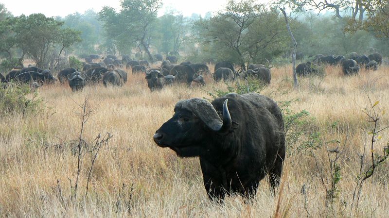 JAR 237_buv.JPG - Několikasethlavé stádo buvolů.